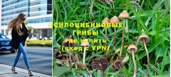PSILOCYBIN Волосово